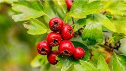Hawthorn Berries